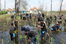 Cegah Abrasi, Tanam Mangrove 