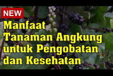 Manfaat Kesehatan dari Buah dan Daun Angkung