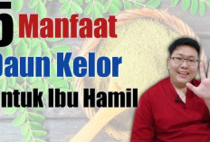 Dapat Meningkatkan Daya Tahan Tubuh, Ini Dia Manfaat Daun Kelor untuk Ibu Hamil