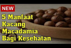 Manfaat Kacang Macadamia untuk Kesehatan