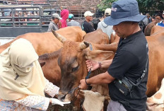 Jelang Idul Adha, Pemeriksaan Hewan Ternak Diperketat