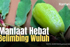 Inilah 5 Manfaat Mengonsumsi Belimbing Wuluh Bagi Kesehatan Tubuh, Apa Saja?