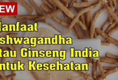 Manfaat Ashwagandha untuk Kesehatan, Tanaman Herbal dari India