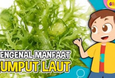 Manfaat Rumput Laut untuk Anak, Dapat Menjaga Kesehatan Saluran Cerna