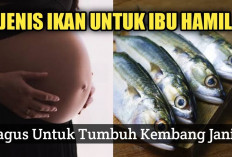 Daftar Jenis Ikan yang Direkomendasikan untuk Ibu Hamil