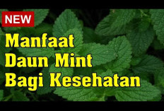 Inilah Ragam Manfaat Daun Mint untuk Kesehatan yang Harus Kamu Ketahui, Ternyata Dapat Menjaga Kesehatan Otak