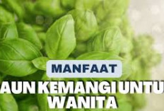 Manfaat Daun Kemangi untuk Wanita, Dapat Meningkatkan Kesuburan