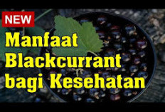 Manfaat Blackcurrant untuk Kesehatan, Dapat Meredakan Peradangan