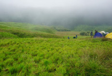 Dieng punya Hamparan Padang Sabana yang Indah, Mari Mengenal Gunung Pangonan