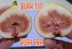 Ini Dia Manfaat Buah Ara untuk Kesehatan