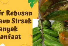 Inilah 5 Manfaat Rebusan Daun Sirsak untuk Kesehatan Tubuh yang Wajib Diketahui, Apa Saja?