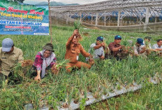 Terapkan Teknologi TSS, Dispaperta dan Gapoktan Sukses Panen Perdana 22,4 Ton Bawang Merah