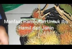 Simak Berbagai Manfaat Rambutan untuk Ibu Hamil, Dapat Mencegah Anemia Selama Kehamilan