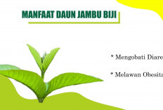 Inilah Manfaat Teh Daun Jambu Biji Untuk Kesehatan yang Jarang Diketahui!