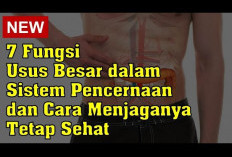 Mempunyai Peran Penting, Inilah Fungsi Usus Dalam Sistem Pencernaan Manusia