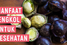 Ini Dia Manfaat Jengkol Bagi Kesehatan dan Efek Sampingnya