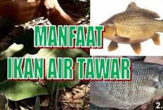 Ini Dia Sederet Ikan Air Tawar Kaya Omega 3 yang Bermanfaat Buat Kesehatan Tubuh