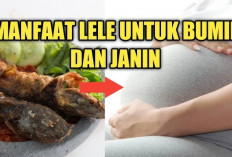 Ini Dia Manfaat Ikan Lele untuk Ibu Hamil