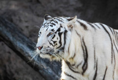 Luar Biasa Tangguh! Inilah 3 Weton yang Memiliki Khodam Macan Putih Menurut Primbon Jawa