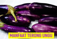 Bukan Main, Inilah 5 Manfaat Terong Ungu untuk Kesehatan, Salah Satunya Dapat Menjaga Kesehatan Otak