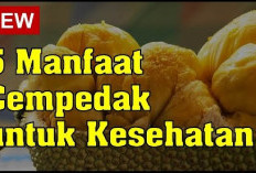 Simak! Inilah Beberapa Manfaat dan Khasiat Buah Cempedak untuk Kesehatan tubuh, Apa Saja?