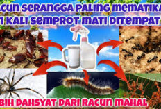 Inilah Jenis Serangga yang Bisa Disingkirkan Dengan Semprotan Nyamuk