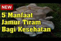 Macam-macam Manfaat Jamur Tiram untuk Kesehatan Tubuh