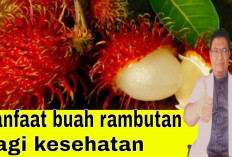 Dapat Meningkatkan Daya Tahan Tubuh, Inilah Manfaat Buah Rambutan untuk Kesehatan 