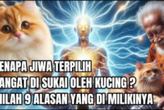 Jiwa terpilih! Inilah Beberapa Makna tersembunyi Orang-orang yang Sering Didekati Kucing Menurut Primbon Jawa