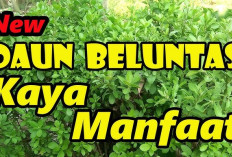 Macam-macam Manfaat Daun Beluntas untuk Kesehatan yang Penting untuk Diketahui