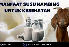 Manfaat Susu Kambing untuk Kesehatan, Dapat Memperkuat Daya Tahan Tubuh dan Menjaga Kesehatan Tulang