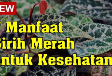 Manfaat Daun Sirih Merah untuk Kesehatan, Mempercepat Penyembuhan Luka