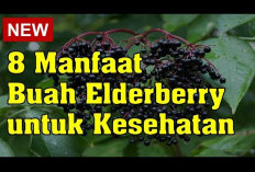 Inilah Manfaat Elderberry untuk Kesehatan Tubuh, Menjaga Kesehatan Jantung dan Membantu Mencegah Penuaan Dini