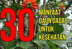 Ini Dia 7 Manfaat Daun Dadap Buat Lambung, Yuk Intip Khasiatnya Seperti Apa 