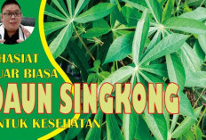 Bukan Main, Inilah Khasiat Daun Singkong untuk Kesehatan yang Perlu Diketahui