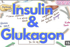 Ini Dia Peran Hormon Insulin dalam Mengendalikan Gula Darah, Apa Saja Tuh? Yuk Simak Penjelasannya!