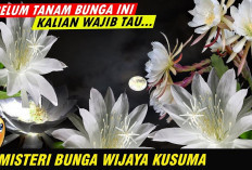 Disebut Juga Dengan Bunga Keberuntungan, Inilah Mitos-mitos Tentang Bunga Wijaya Kusuma Menurut primbon Jawa