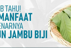 Ini Dia Manfaat Daun Jambu Biji yang Perlu Diketahui, Dapat Mencegah Penuaan Dini