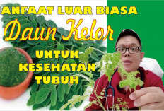 Berikut Manfaat yang Jarang Diketahui dari Daun Kelor untuk Kesehatan, Mau Tahu?