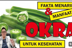 Inilah Khasiat Sayuran Okra untuk Kesehatan Tubuh yang Bisa Mengatasi Beragam Masalah pada Tubuh