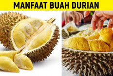 Ternyata Ini Dia Manfaat Durian untuk Kesehatan, yang Sayang Diabaikan