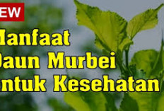 Manfaat Daun Murbei untuk Kesehatan yang Hanya Diketahui Sedikit Orang