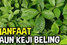 Khasiat Ramuan Daun Keji Beling untuk Menyehatkan Tubuh, Yuk Simak Ulasannya Berikut ini