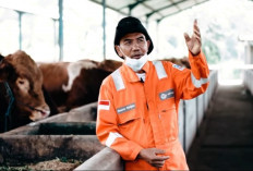 Untung Jutaan Rupiah dari Bisnis Ternak Sapi untuk Kebutuhan Daging karena Berhasil Temukan Resep Pakan
