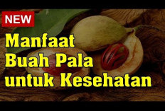 Inilah Beberapa Manfaat Buah Pala untuk Kesehatan