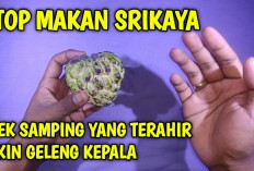 Inilah 3 Golongan Orang yang Perlu Menghindari Konsumsi Buah Srikaya, Siapa Saja?