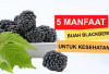 Manfaat Buah Blackberry, Kaya Akan Berbagai Nutrisi dan Bermanfaat Bagi Tubuh