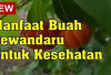  Menjaga Kesehatan Kulit, Ini Dia Manfaat Buah Dewandaru untuk Kesehatan 