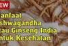 Manfaat Ashwagandha untuk Kesehatan, Tanaman Herbal dari India